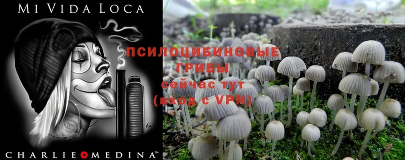 Псилоцибиновые грибы Magic Shrooms  Белово 